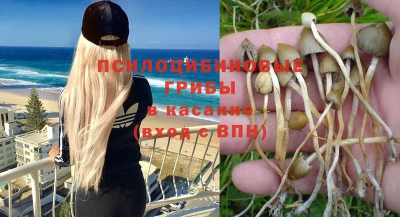 купить закладку  Енисейск  Псилоцибиновые грибы Magic Shrooms 